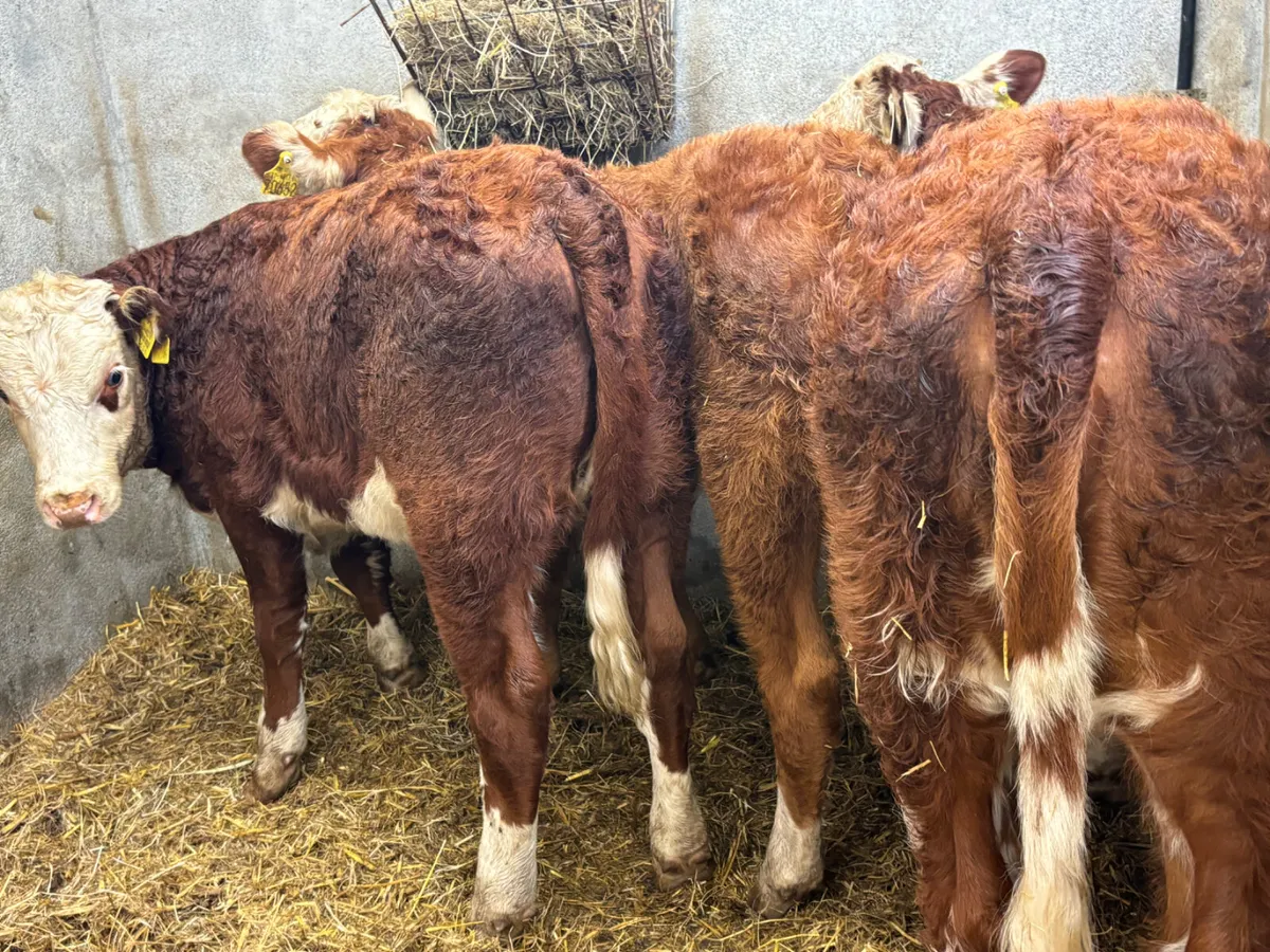 ⭐️ 3 Comrade Suckler RWH Heifer Runners⭐️ - Image 1