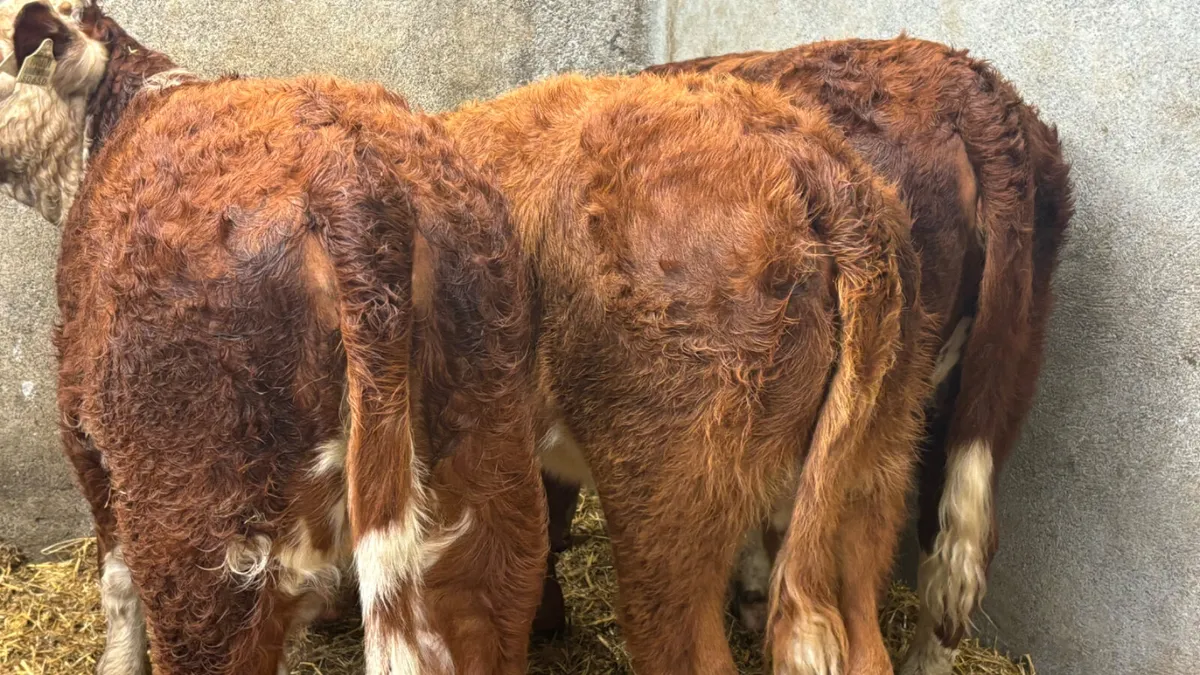 ⭐️ 3 Comrade Suckler RWH Heifer Runners⭐️ - Image 3