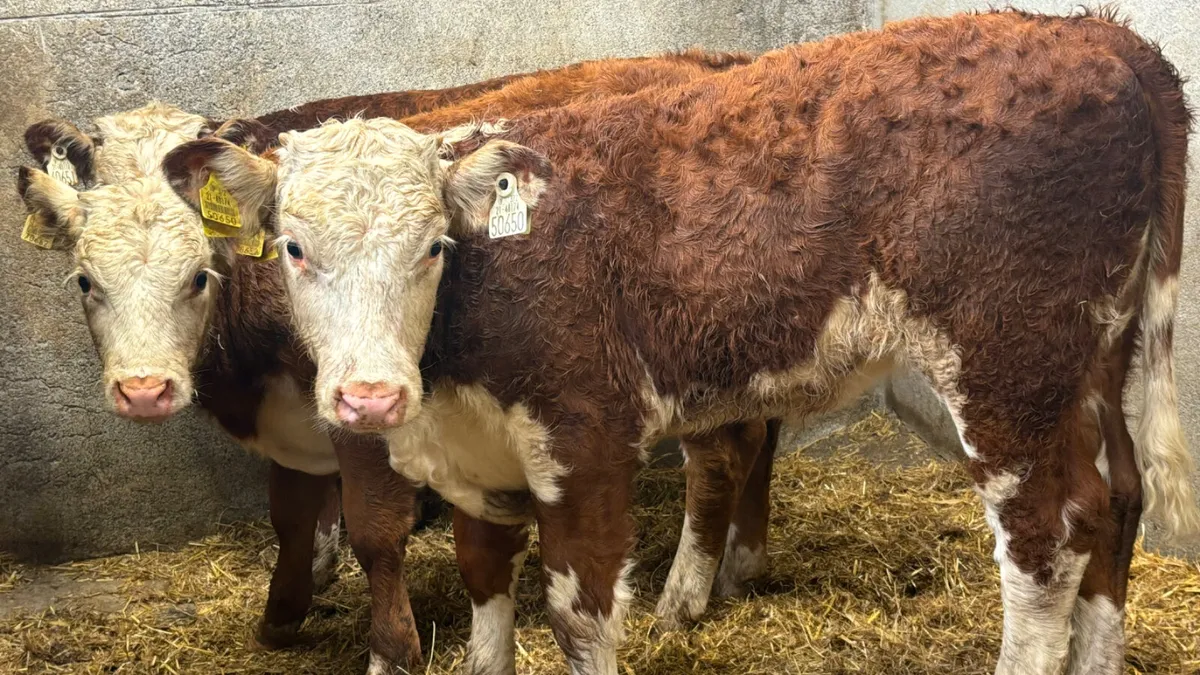 ⭐️ 3 Comrade Suckler RWH Heifer Runners⭐️ - Image 4