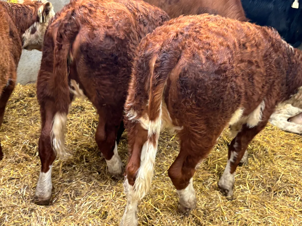 ⭐️ 3 Comrade Suckler RWH Heifer Runners⭐️ - Image 2