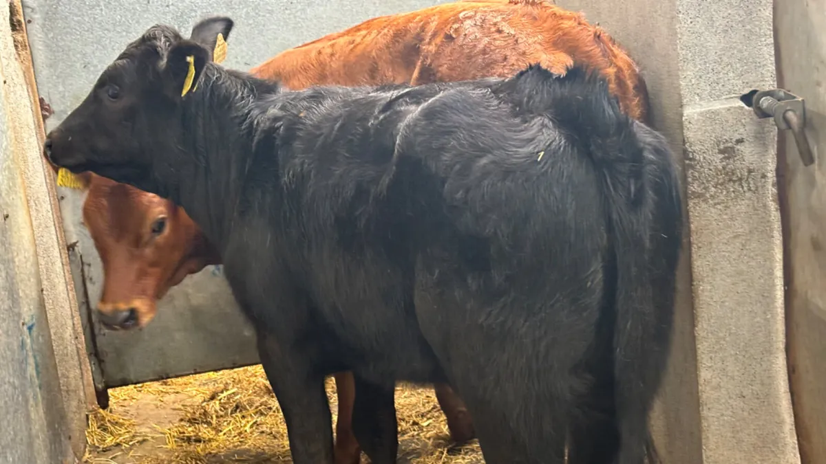 2 Quality Suckler Limousin Heifer Runners - Image 3