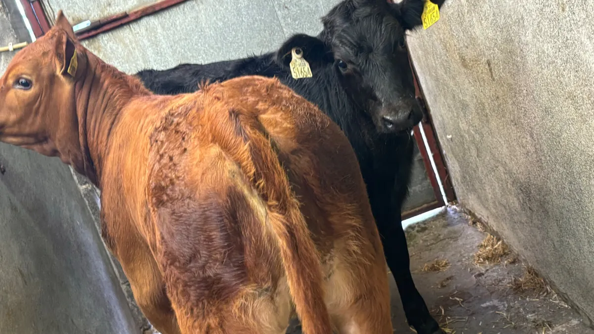 2 Quality Suckler Limousin Heifer Runners - Image 1