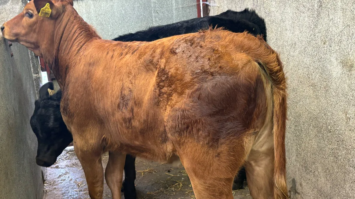 2 Quality Suckler Limousin Heifer Runners - Image 2