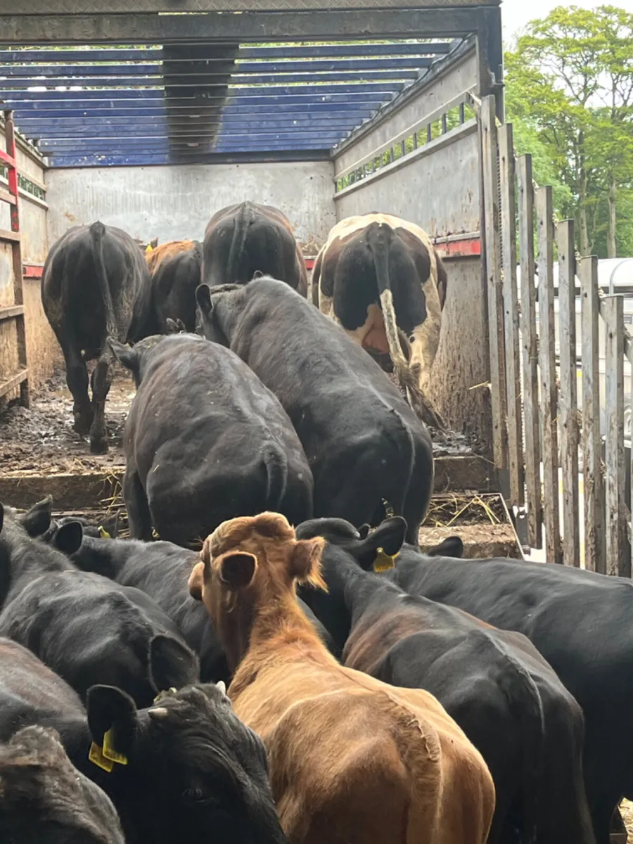 Cull & problematic cattle WANTED