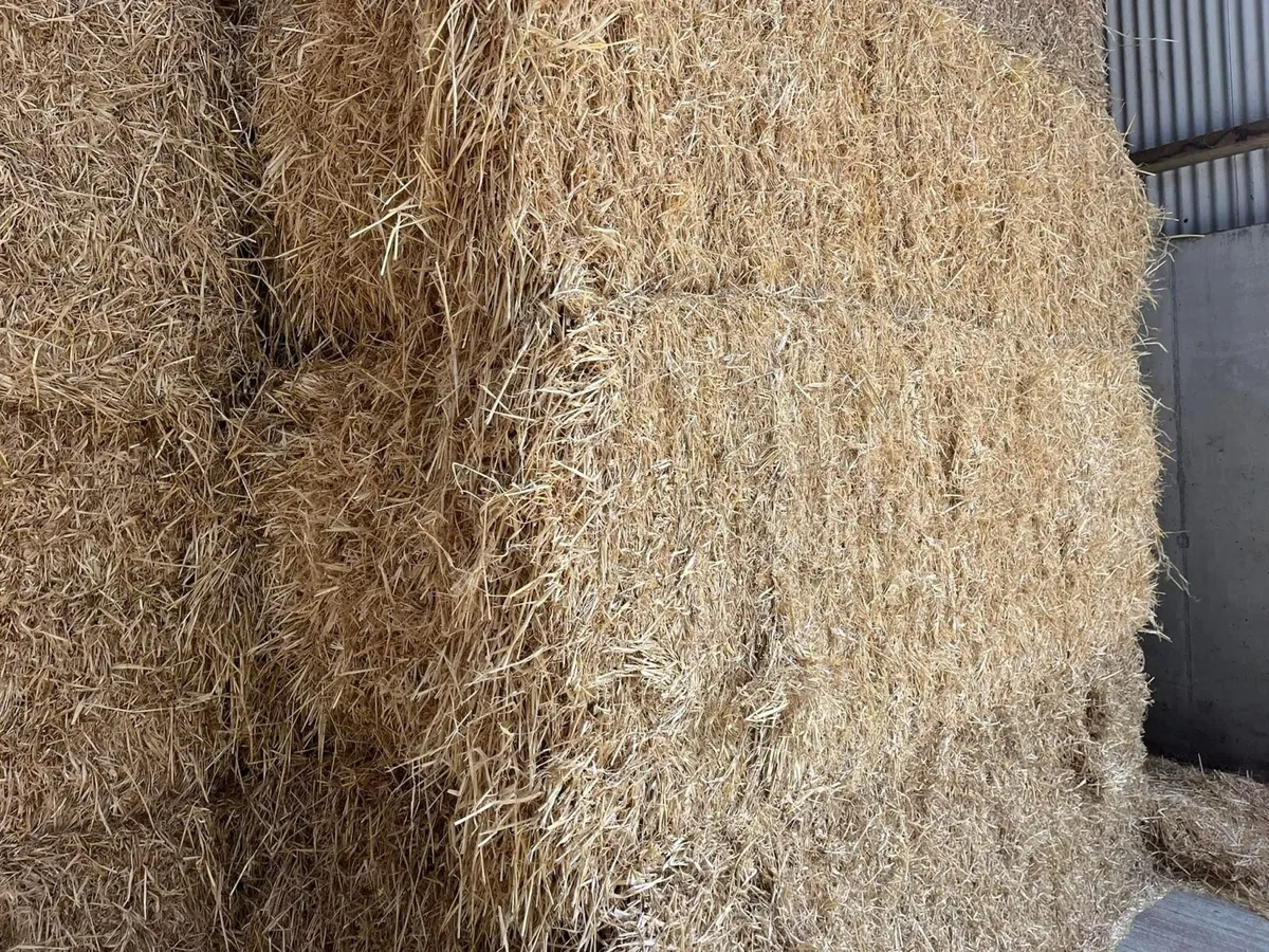 2025 Top Quality Chopped Barley/Wheat Straw - Image 4