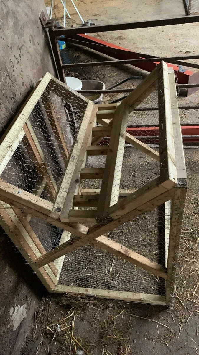 Ladder trap for Crows / pigeon / starlings for sale in Co. Derry for £