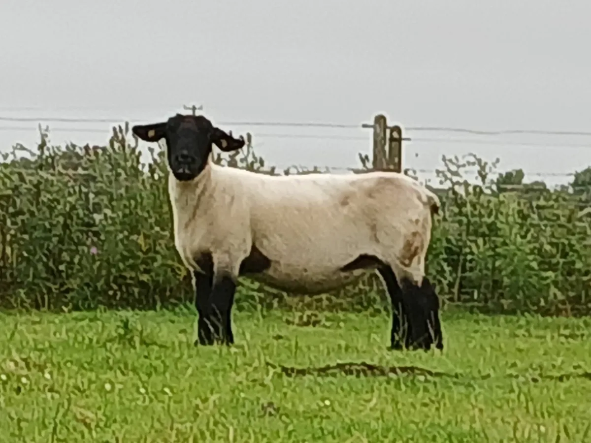 Purebred Suffolk Sheep - Image 2