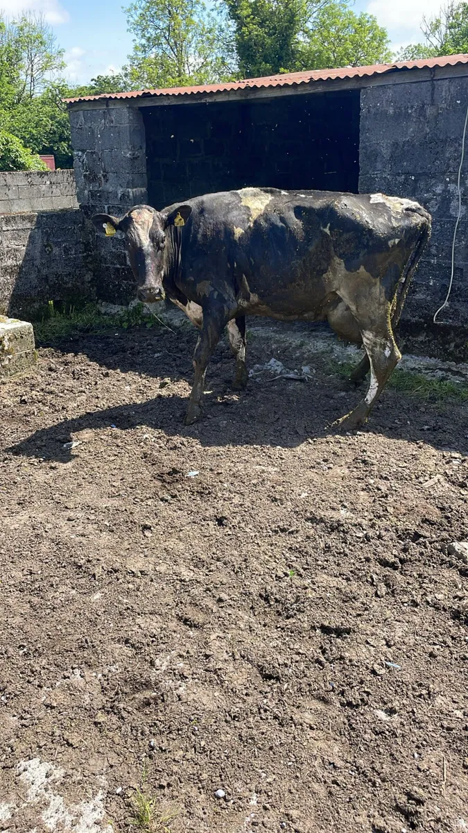 We buy all types of culls