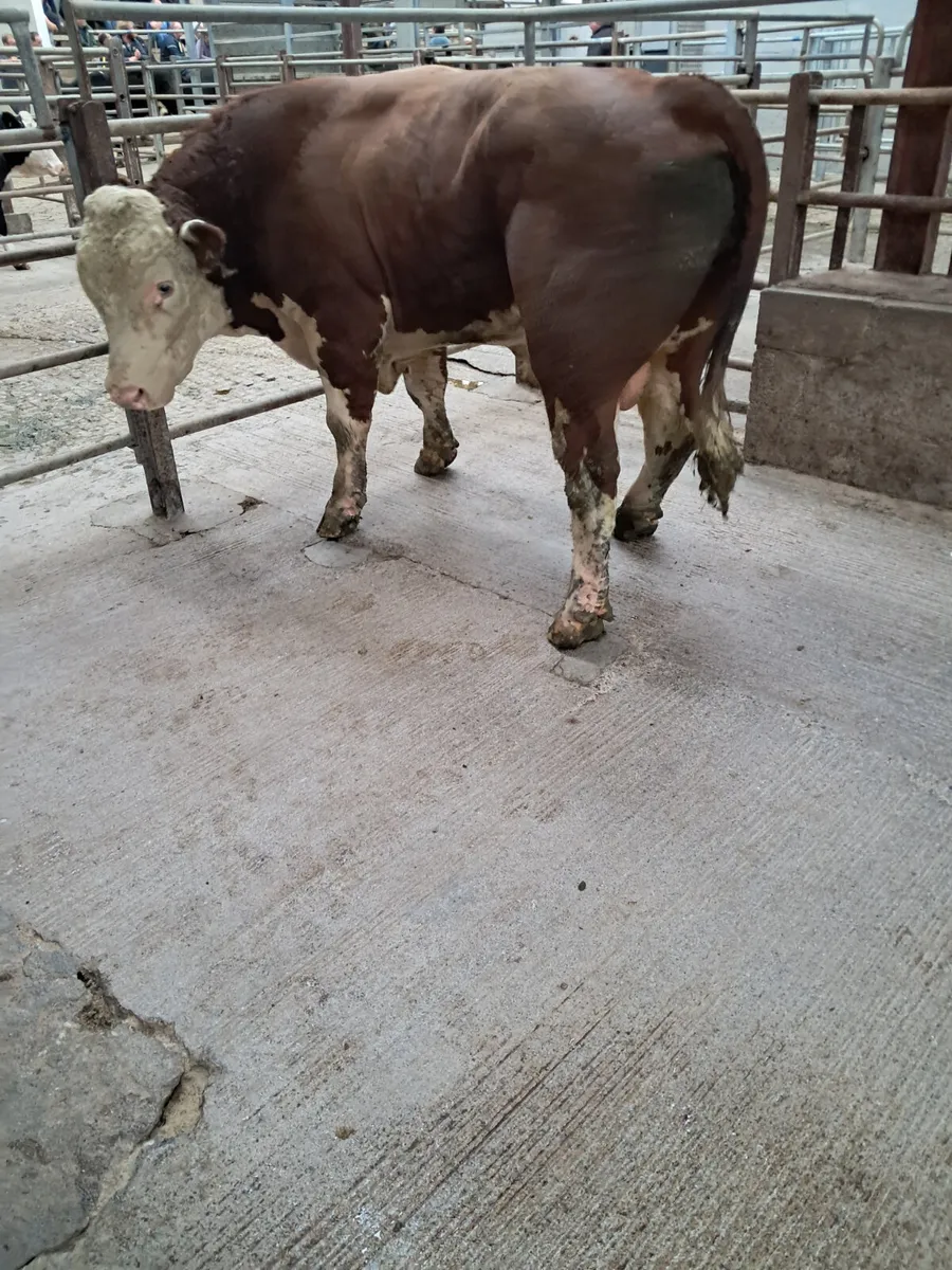 Hereford bull - Image 1