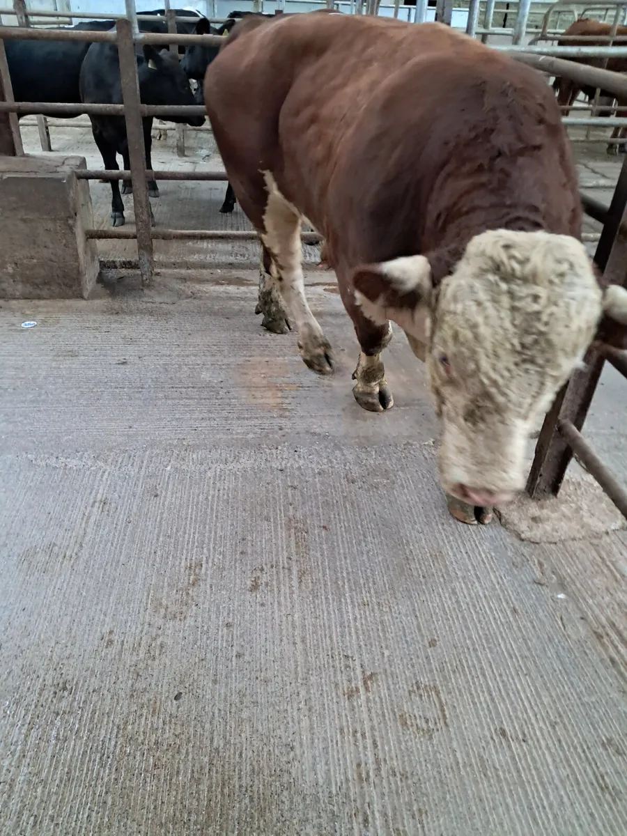 Hereford bull - Image 2