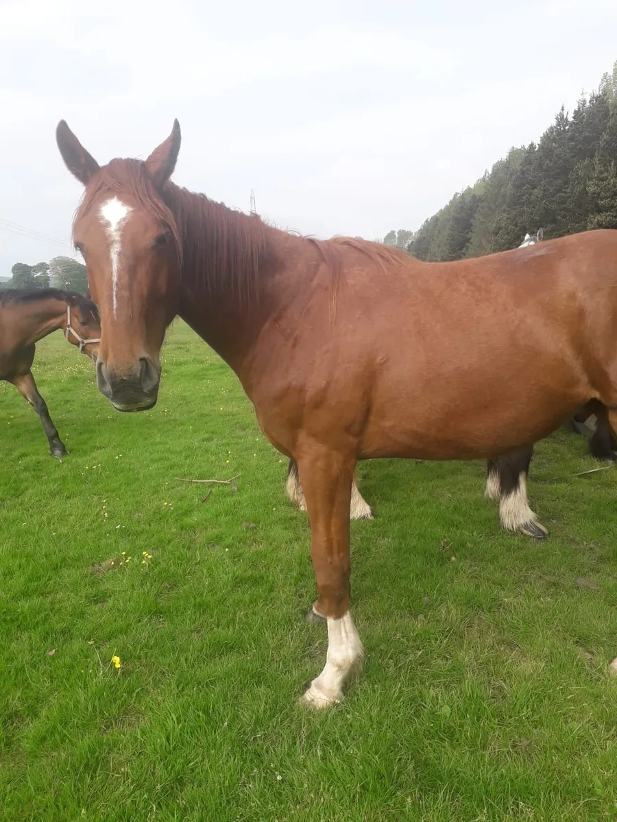 Quiet  3 yrs Ish gelding - Image 2