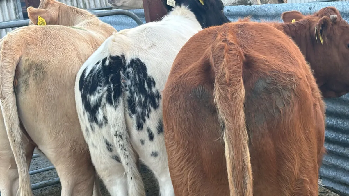 3 Quality Continental  Heifers - Image 1