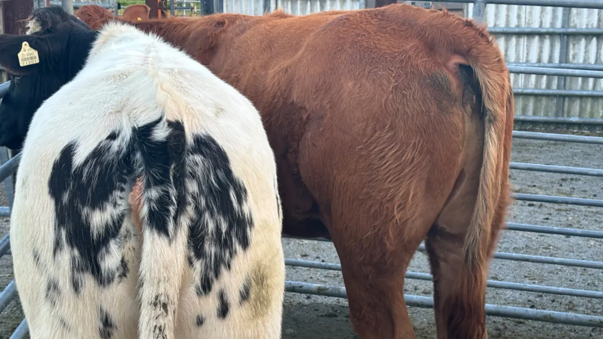 3 Quality Continental  Heifers - Image 4