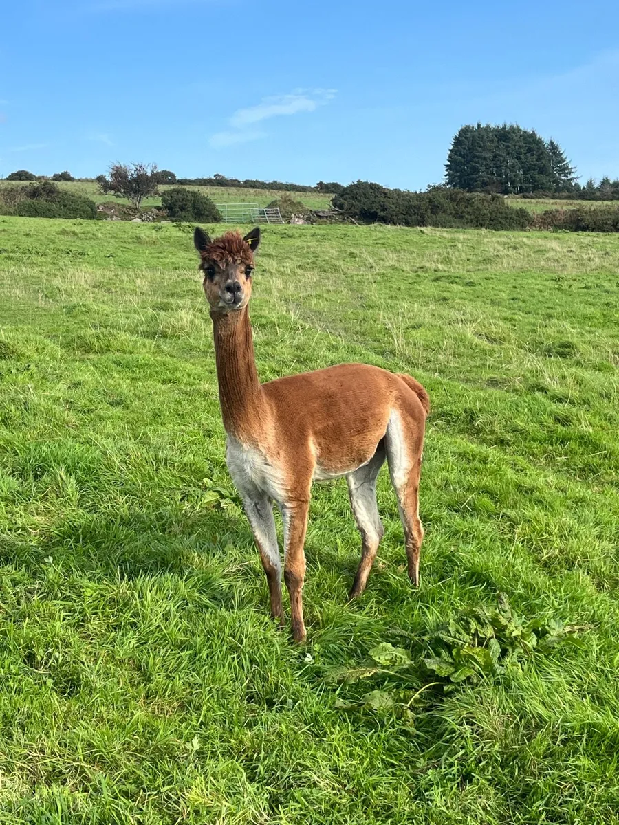 Alpacas - Image 1