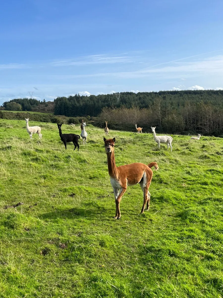 Alpacas - Image 2