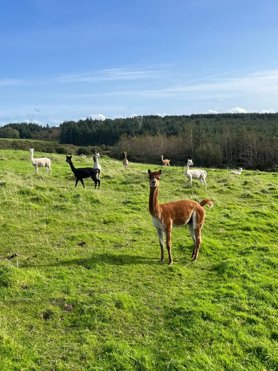 Alpacas - Image 3