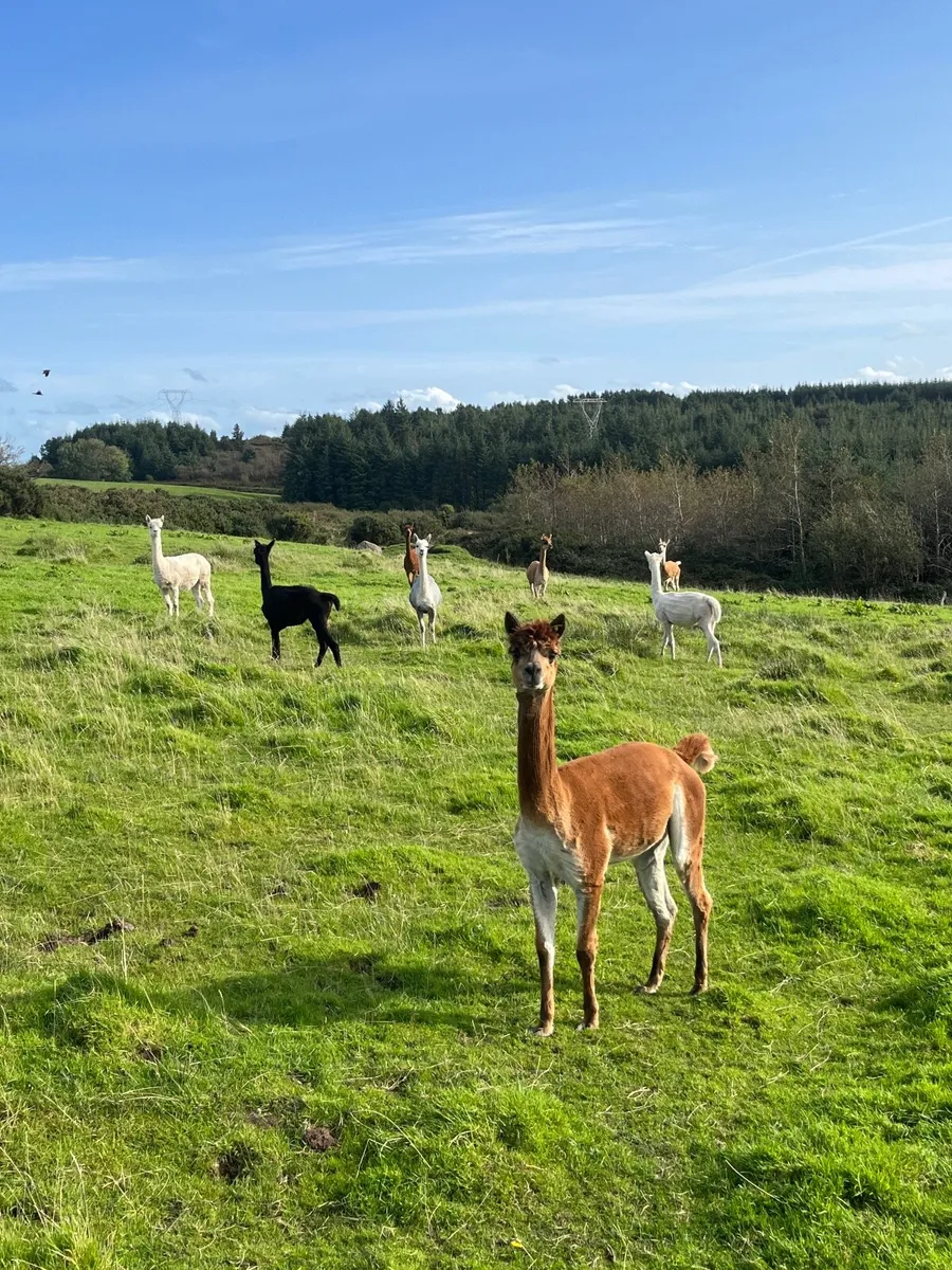 Alpacas - Image 4