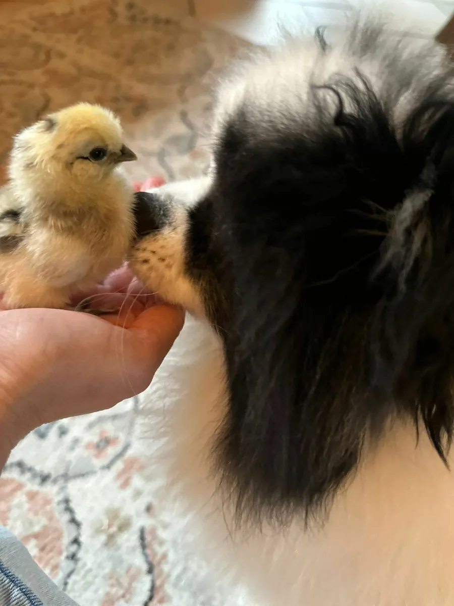 Silkie bantam chicks and hatching eggs for sale - Image 1