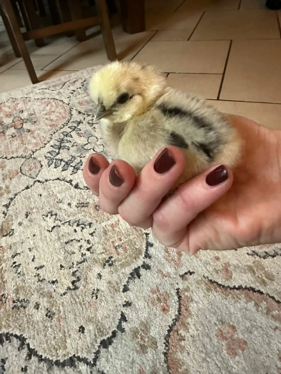 Silkie bantam chicks and hatching eggs for sale - Image 3