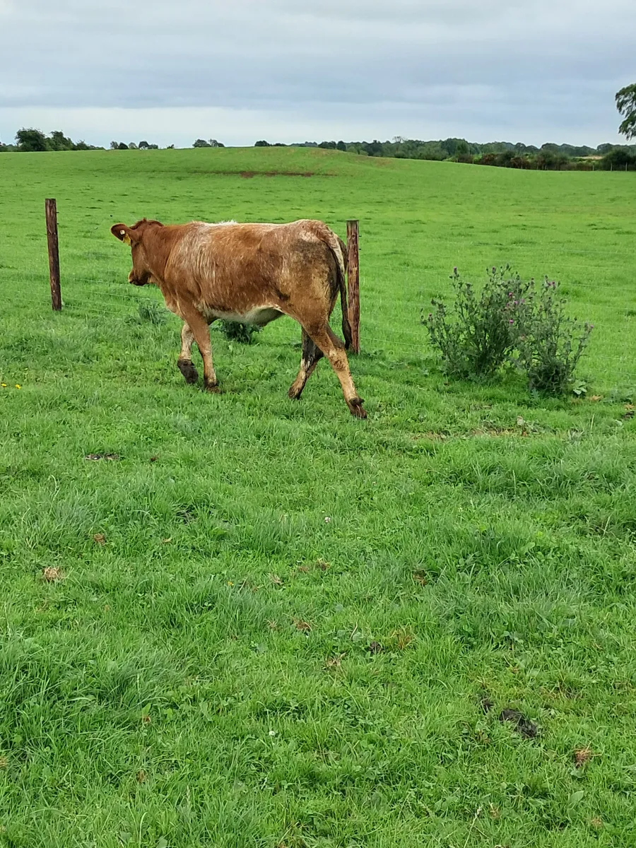 Simental heifer - Image 1