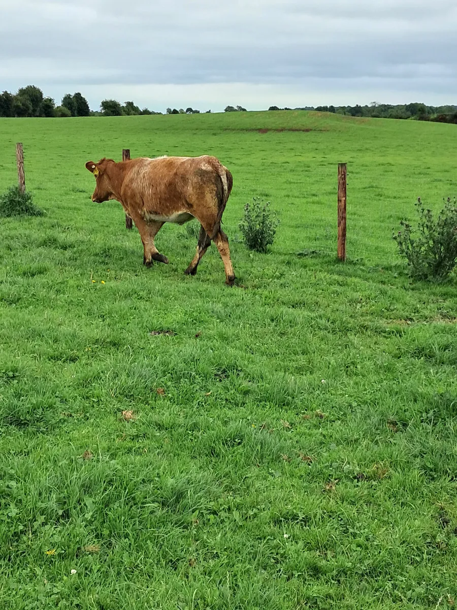 Simental heifer - Image 2