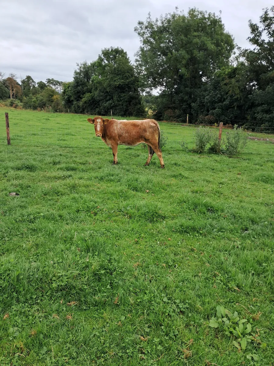 Simental heifer - Image 3