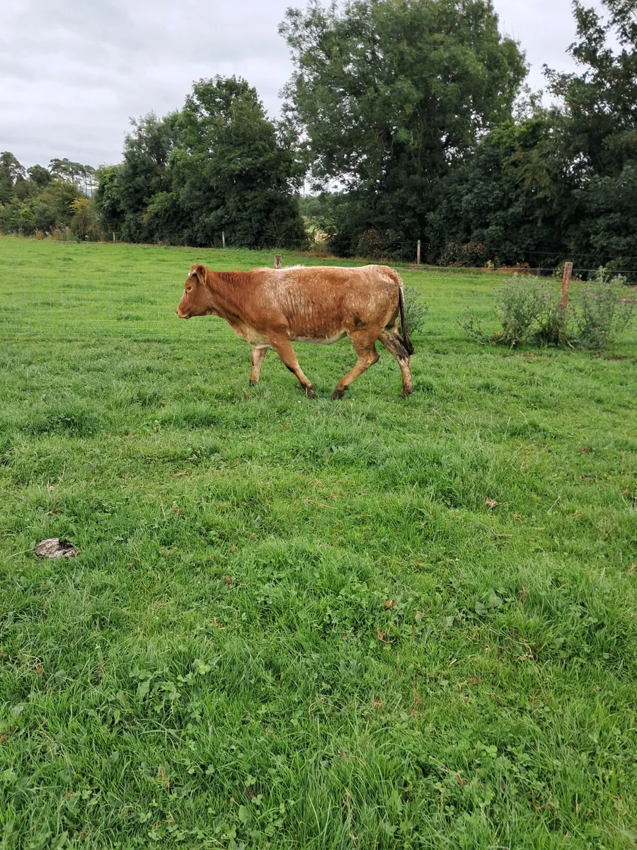 Simental heifer - Image 4