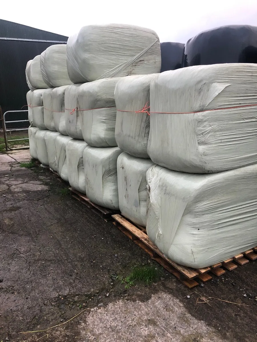 STRAW + HORSEHAY. - Image 1