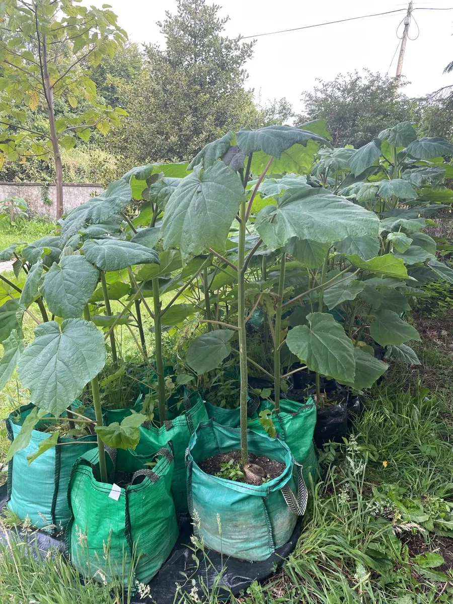 Paulownia Elongata - Image 1