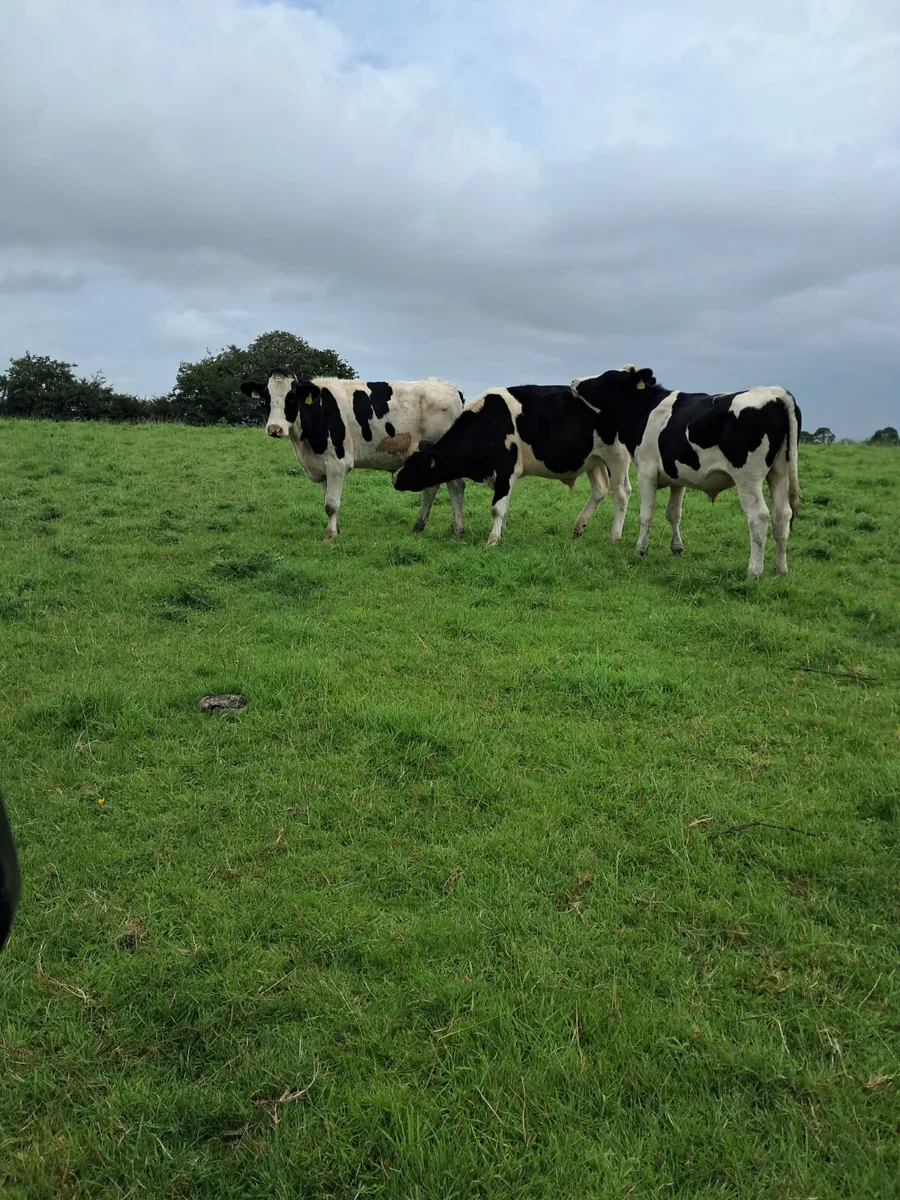 Friasian bullocks - Image 1