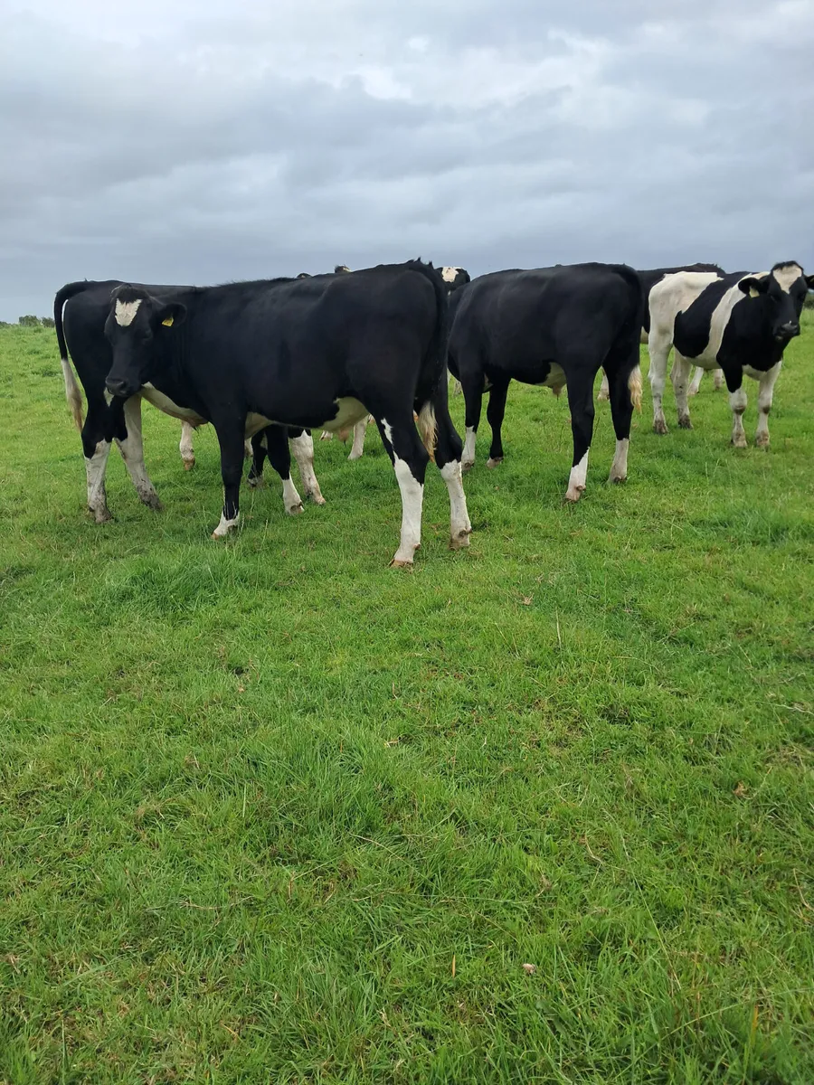 Friasian bullocks - Image 2