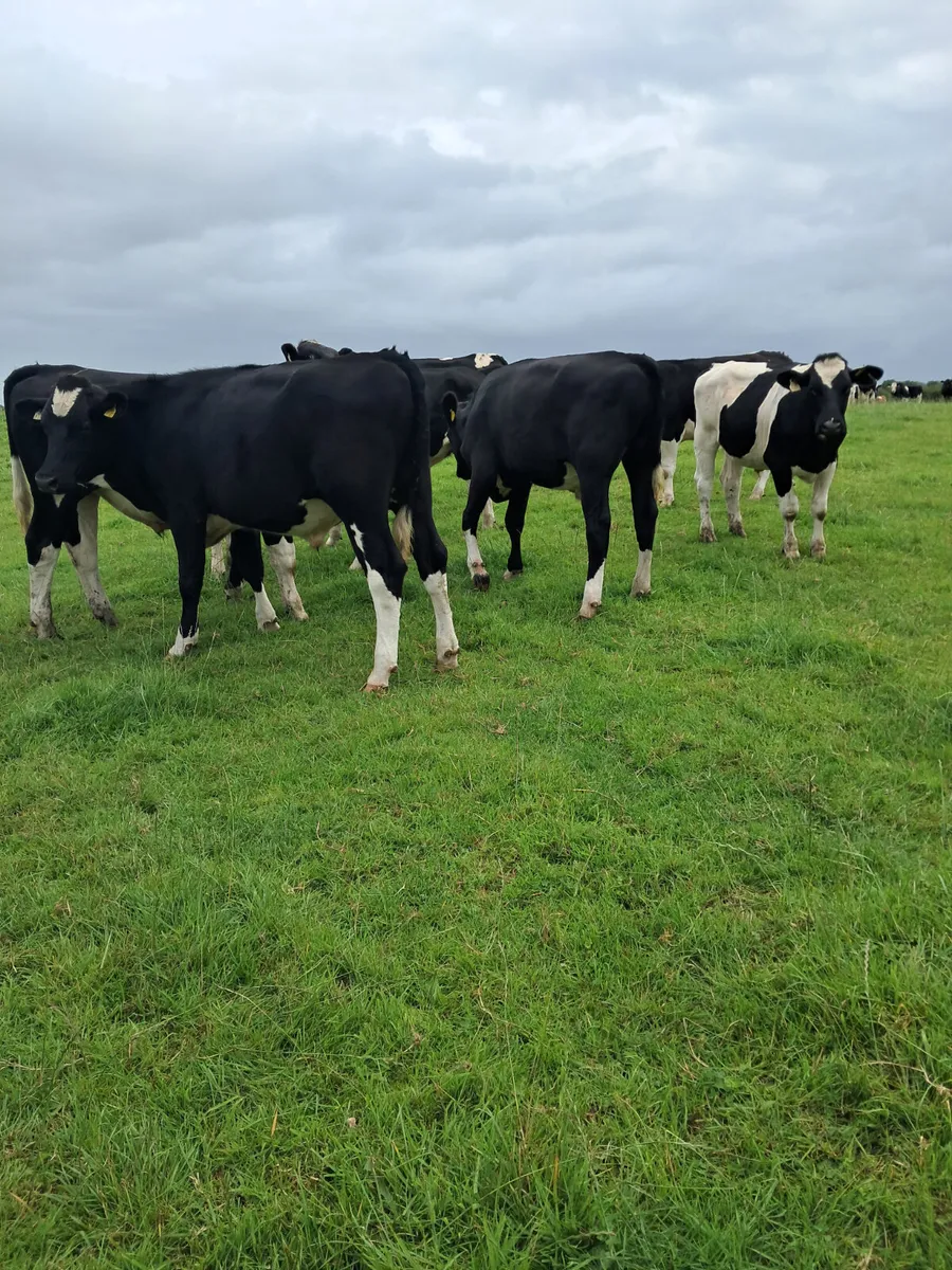 Friasian bullocks - Image 3