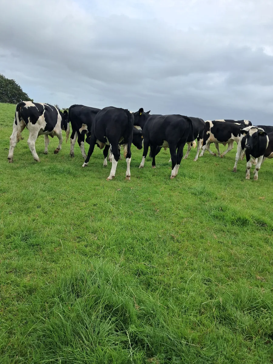 Friasian bullocks - Image 4
