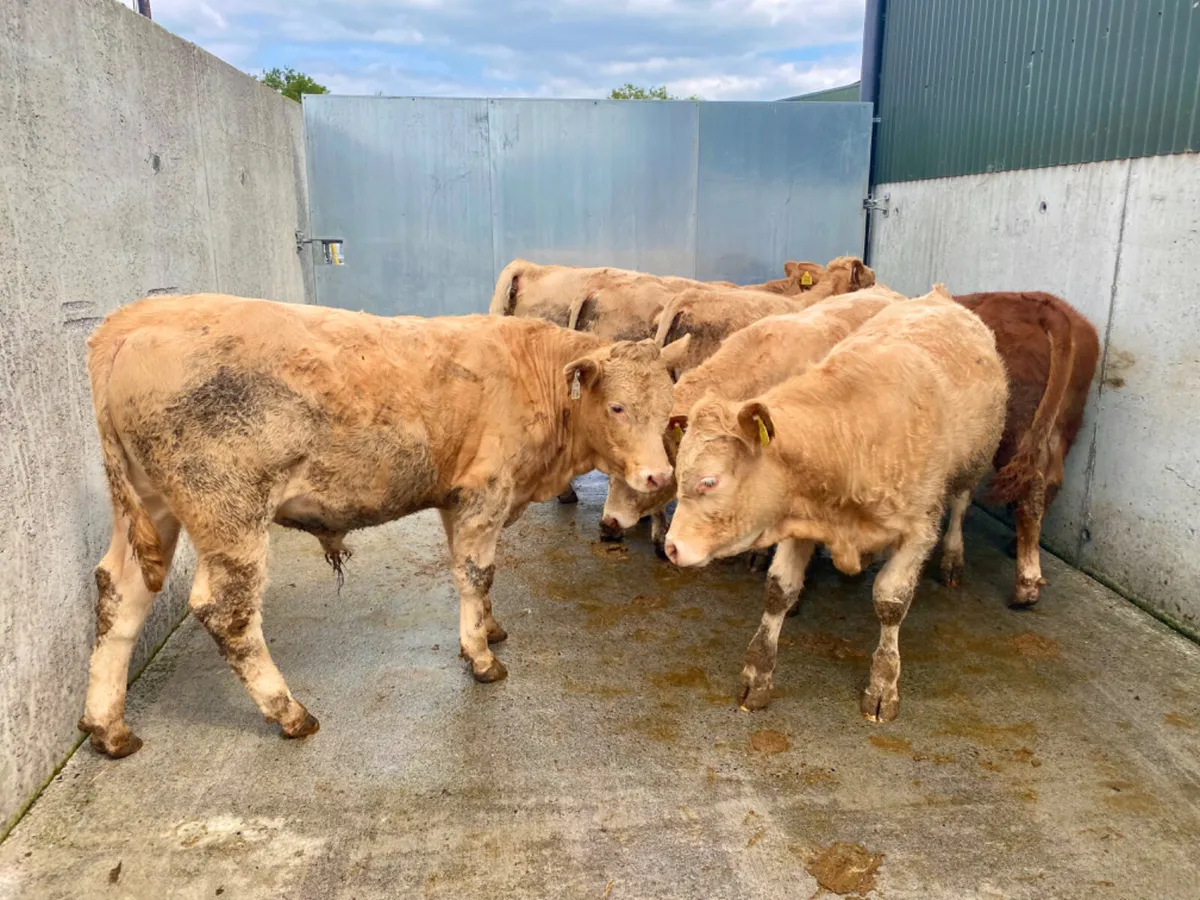 31/7/24 - Charolais Bullocks - Image 4