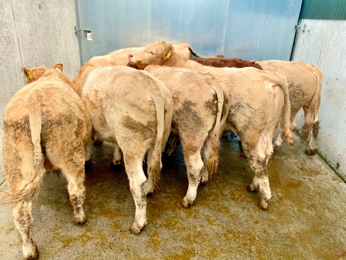 31/7/24 - Charolais Bullocks - Image 1