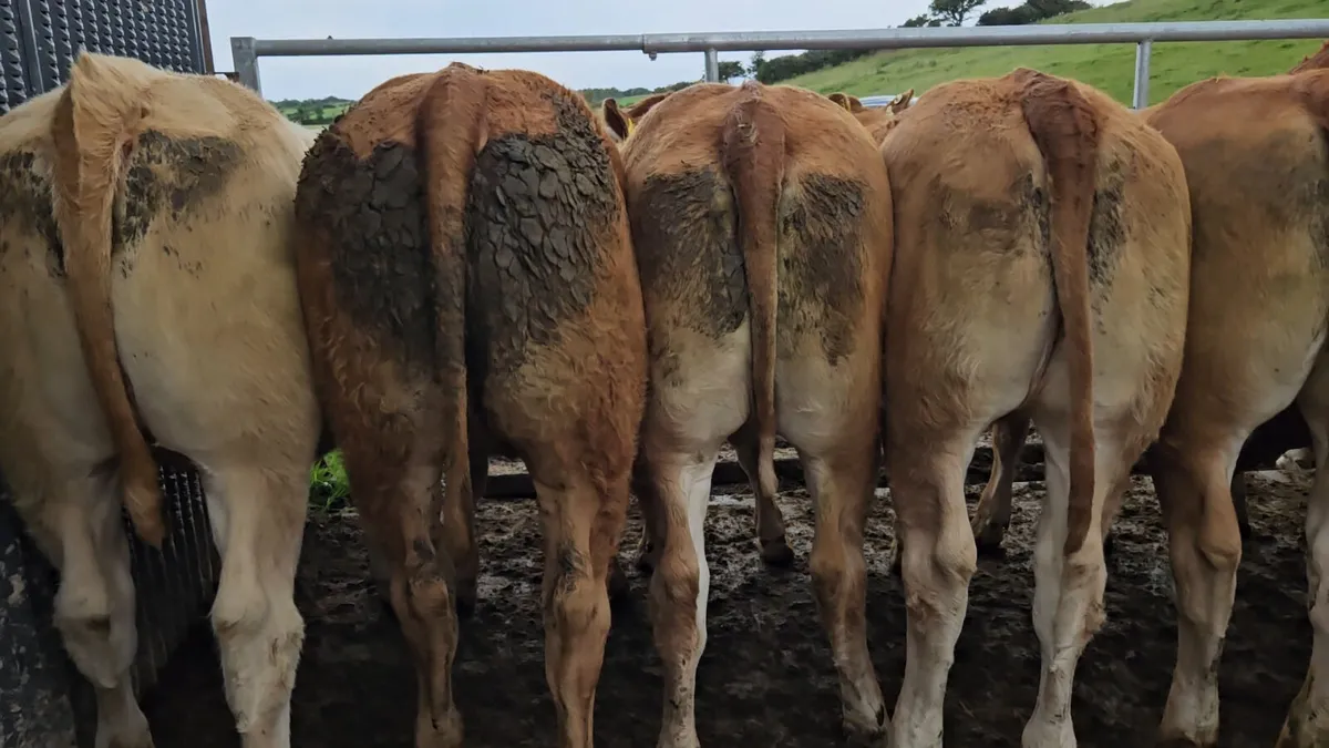 30 CHX/Lmx Heifers 350/380kgs. - Image 1