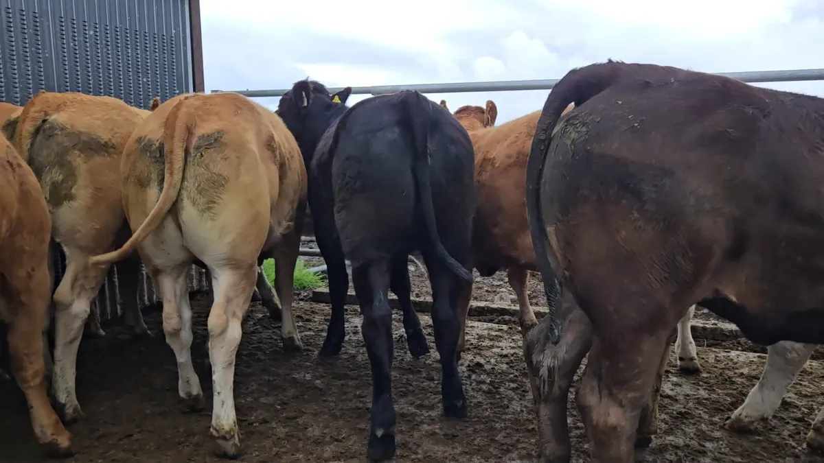 30 CHX/Lmx Heifers 350/380kgs. - Image 3