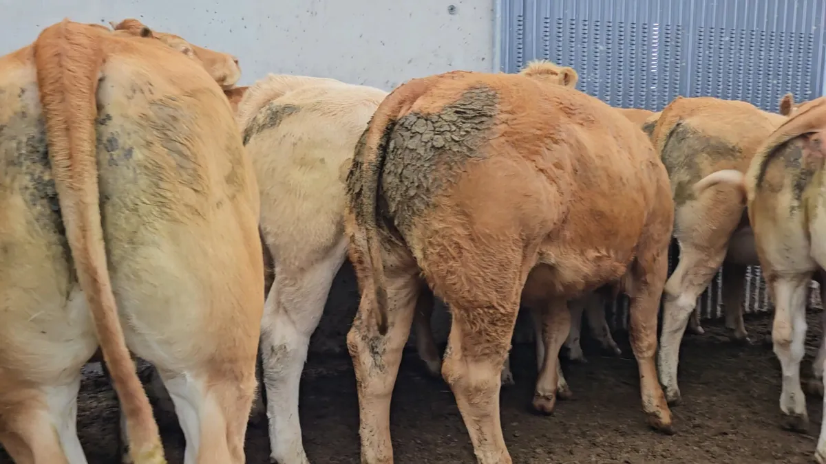 30 CHX/Lmx Heifers 350/380kgs. - Image 2