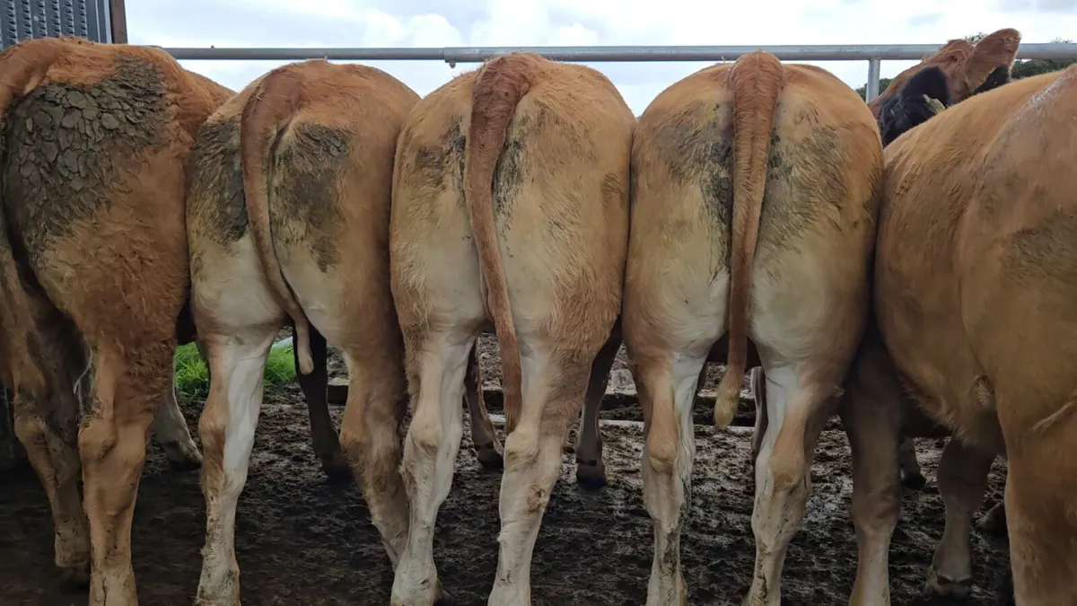 30 CHX/Lmx Heifers 350/380kgs. - Image 4