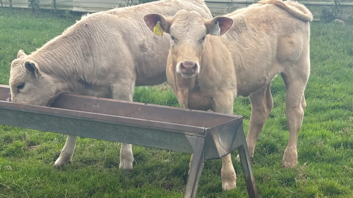 2 Super Suckler Charolais Heifers - Image 1