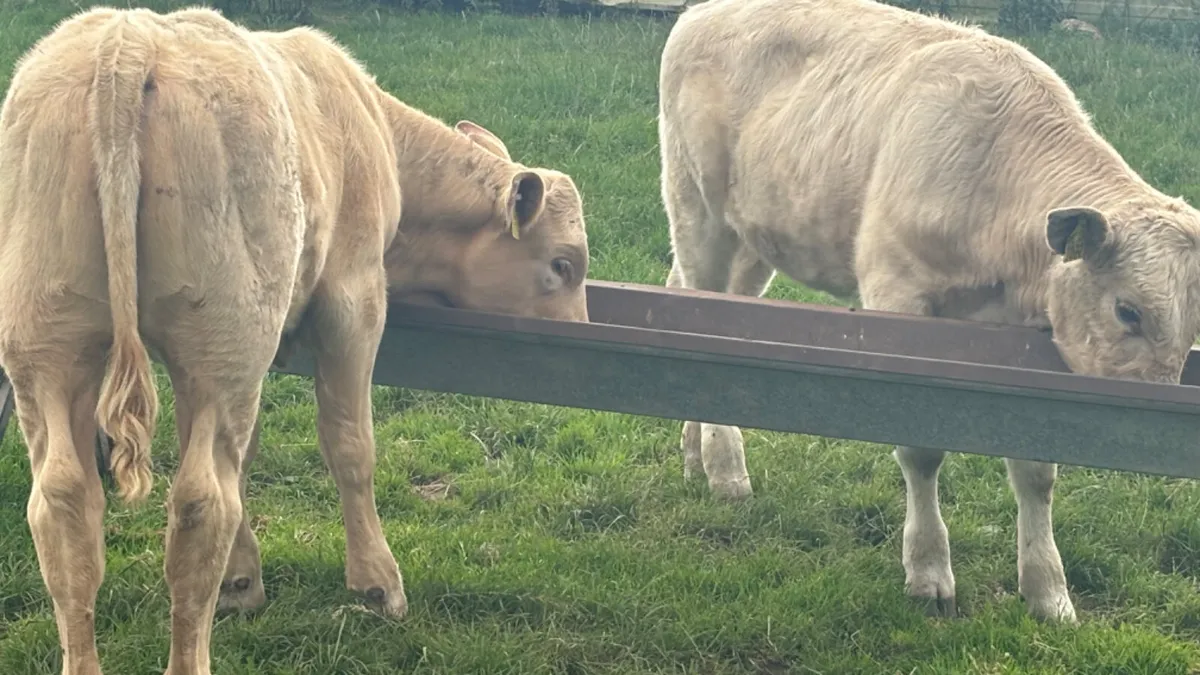 2 Super Suckler Charolais Heifers - Image 2