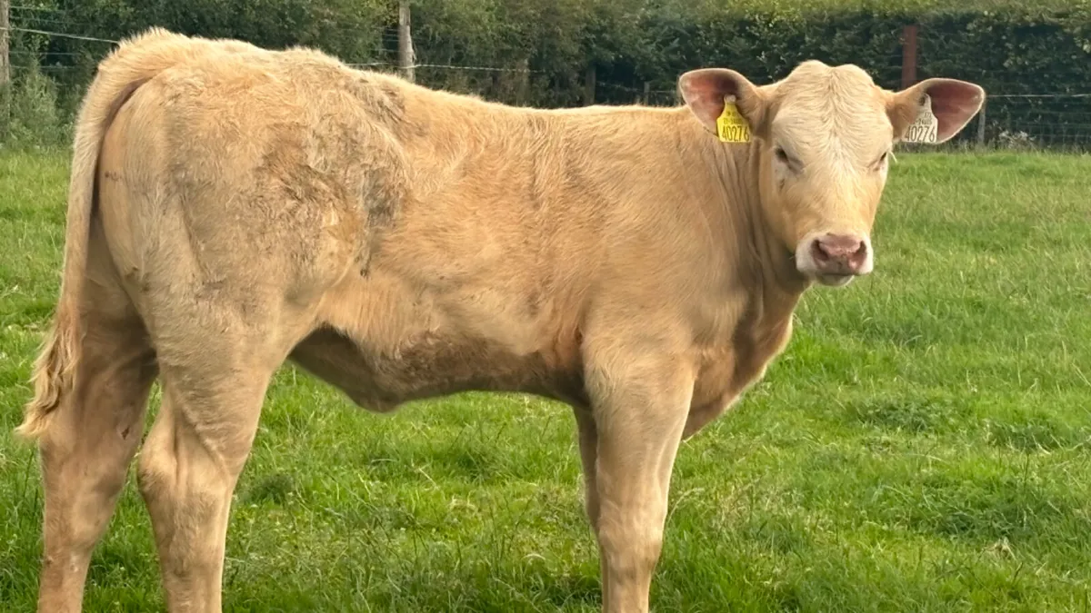 2 Super Suckler Charolais Heifers - Image 4