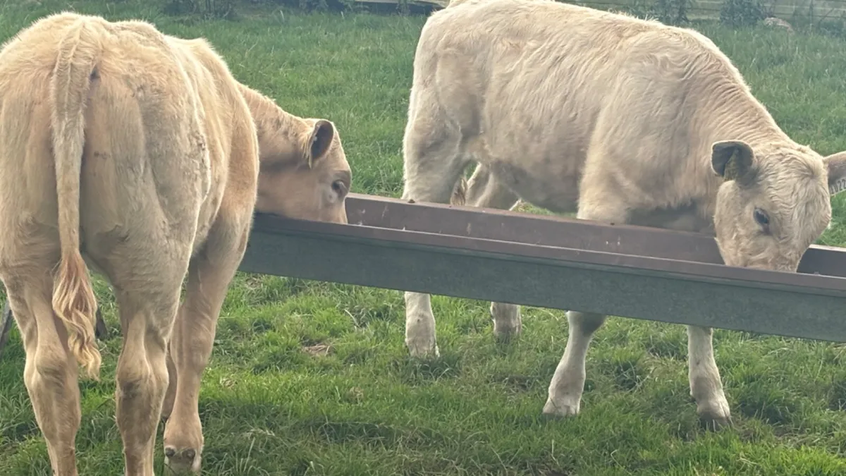 2 Super Suckler Charolais Heifers - Image 3