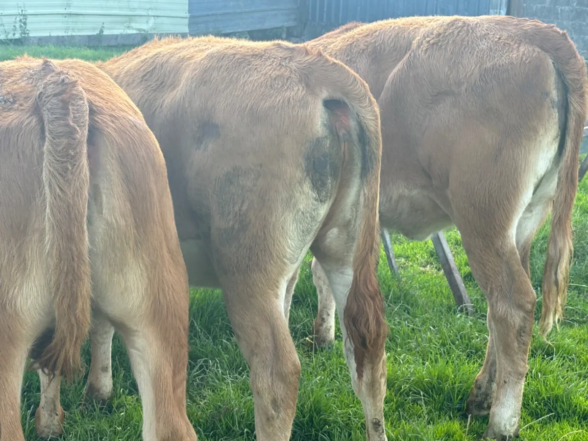 3 Comrade Limousin Heifer Wealings - Image 4