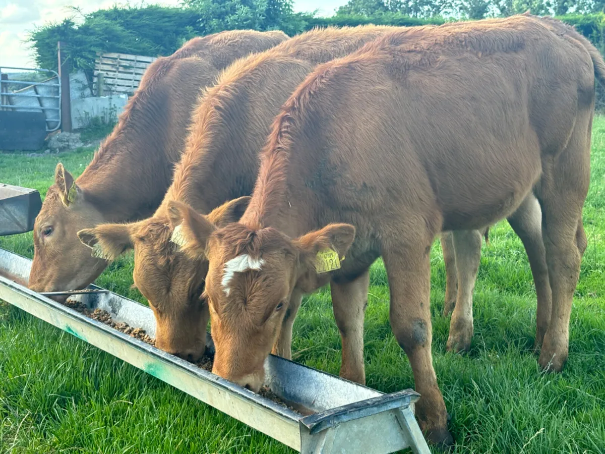3 Comrade Limousin Heifer Wealings - Image 3