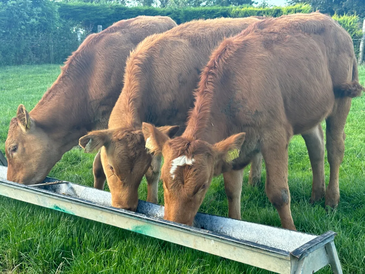 3 Comrade Limousin Heifer Wealings - Image 2