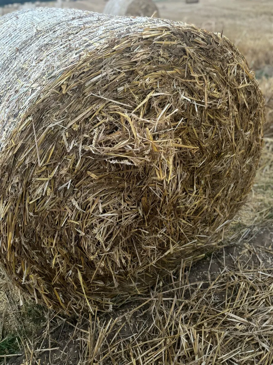 Hay and Straw - Image 4