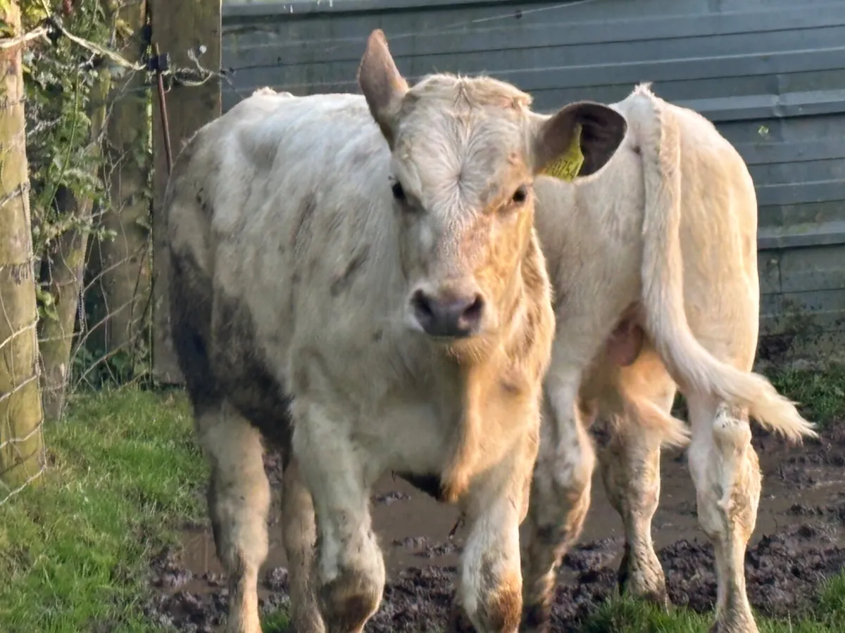 2 Quality Charolais Bull Runners - Image 2