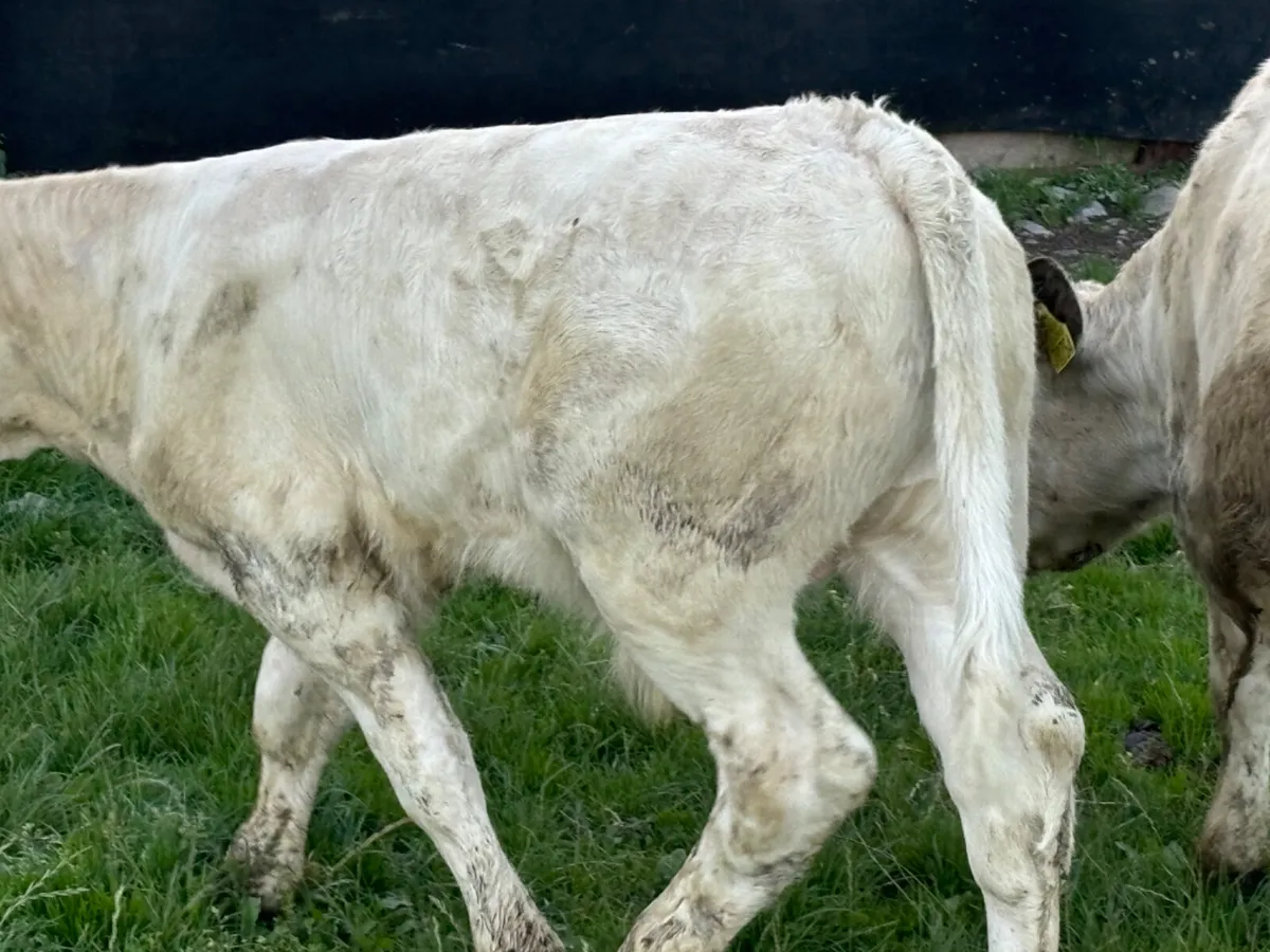 2 Quality Charolais Bull Runners - Image 3