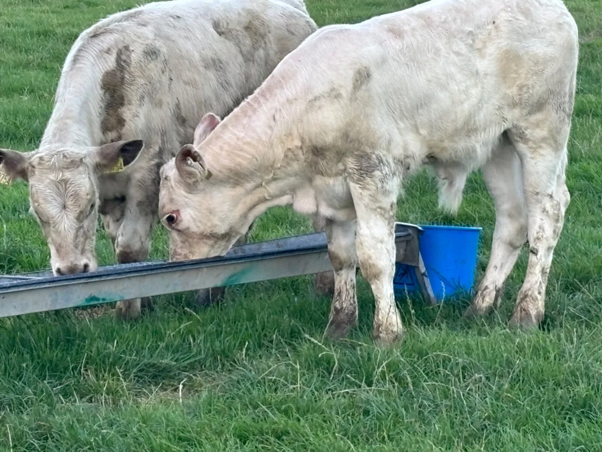 2 Quality Charolais Bull Runners - Image 1
